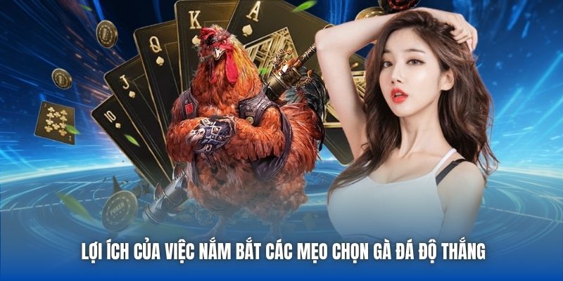 Lợi ích của việc nắm bắt các mẹo chọn gà đá độ thắng