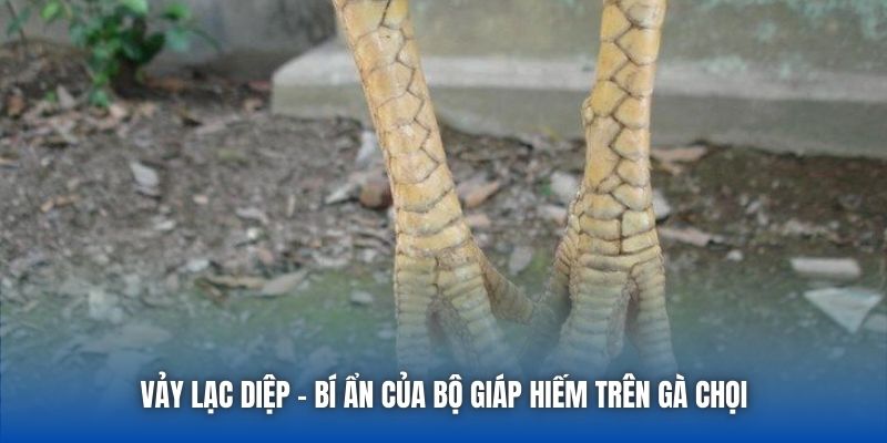 Vảy Lạc Diệp - Bí Ẩn Của Bộ Giáp Hiếm Trên Gà Chọi