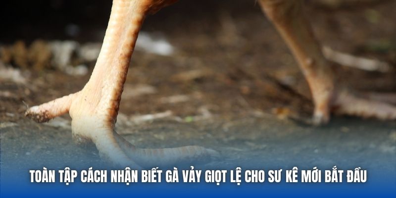 Toàn Tập Cách Nhận Biết Gà Vảy Giọt Lệ Cho Sư Kê Mới Bắt Đầu